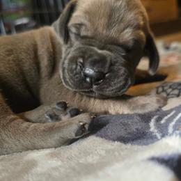 Zero - Blue male Great Dane puppy in New York from Port Bay Danes