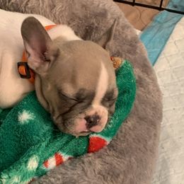 French Bulldog Puppies from EMF