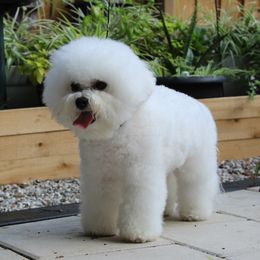 Kisses - Bichon Frise