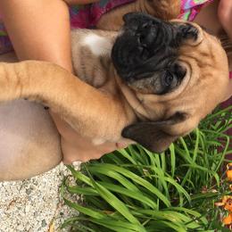 Bullmastiffs, French Bulldogs, and Spinoni Italiani from McDonald’s Bullmastiffs
