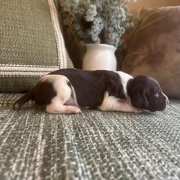 Oslo - White and liver male German Shorthaired Pointer puppy in Ulen, Minnesota from North Wind Gundogs