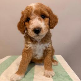 Lilo - Cream female Goldendoodle puppy in Fruitland Park, Florida from Doodlepark