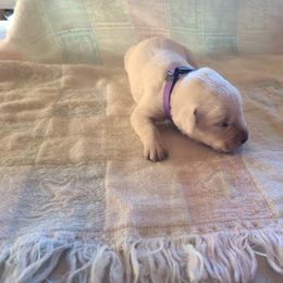 Girl 3 - Labrador Retriever puppy from Marlene's Labrador Retrievers