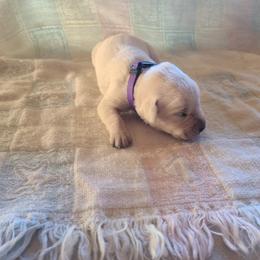 Girl 3 - Labrador Retriever puppy from Marlene's Labrador Retrievers