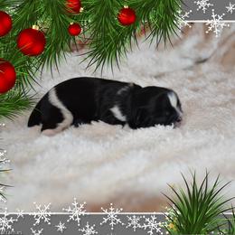 Arti - Black and white male Shih Tzu puppy in Magnolia, Texas from Furbourne Farms