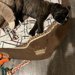 Boxer Puppies from Shalyce Pifer