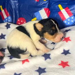 Second-Born Boy - White black and tan male Wire Fox Terrier puppy in Ennis, Texas from Syrayed Farm