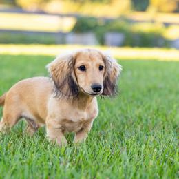 Remi is 4500dollars - Cream male Dachshund puppy in Crystal, Michigan from Mare-bella Dachshunds