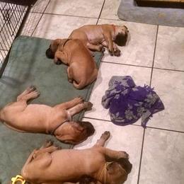 Great Dane Puppies from Sylcrest