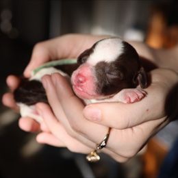 Esmé - female Australian Mountain Doodle puppy in Redding, California from Farmstead Doodles