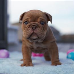Arctic - Lilac tri-color male Bulldog puppy in Warsaw, New York from Hillview Kennels