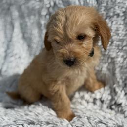 Annie - Apricot female Goldendoodle puppy in Ambrose, Georgia from Brandilyn's Aussies