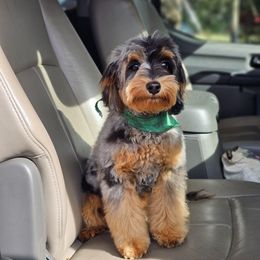 Cedric - Bernedoodle