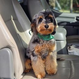 Cedric - Bernedoodle