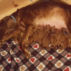 Irish Setter Puppies from Ambition Irish Setters