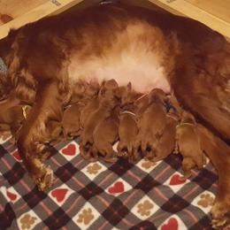 Irish Setter Puppies from Ambition Irish Setters