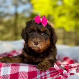 Pink - Phantom female Goldendoodle puppy in Hesperia, Michigan from Red Acres Poodles & Doodles