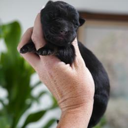 Brielle - Bi-color female German Shepherd puppy in Coarsegold, California from Yosemite Shepherds