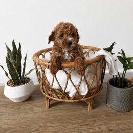 Bonnie - Apricot female Goldendoodle puppy in Salt Lake City, Utah from Sweet T Doodles