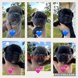 French Bulldog Puppies from KT’s Fabulous Frenchies