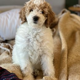 Poodle Puppies from Poodles of New England