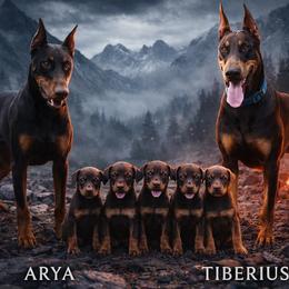 Doberman Pinscher puppies from Royal Destiny Kennels