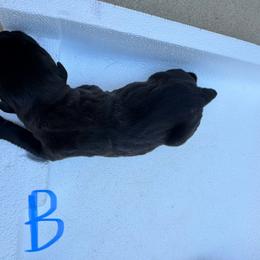 Boy 5 - Black male Cane Corso puppy in Dunn, North Carolina from Carter’s Corso
