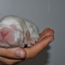 Lafayette - Buff and white female Cocker Spaniel puppy in Myerstown, Pennsylvania from The Cocker Cingdom
