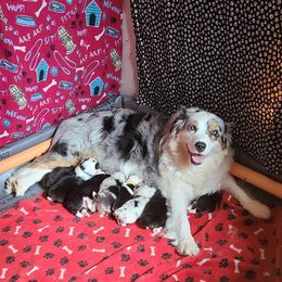 Australian Shepherd and Golden Retriever Puppies from Barking Creek Ranch