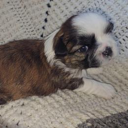 VENUS - Brindle and white female Shih Tzu puppy in Los Banos And Bay Area, California from Shantii's Shih Tzu's
