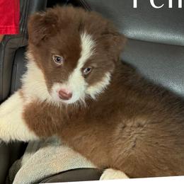 Female Red Bi - Red & white female Australian Shepherd puppy in Hardy, Virginia from Greight Aussies