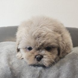 Teddy - Cream and white male Shih Tzu puppy in Victorville, California from RUMBLE n TUMBLE