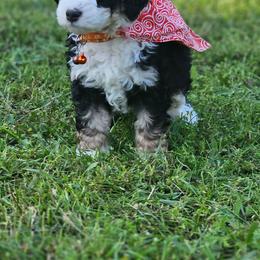 Tails- Orange Collar - Tri-color male Bernedoodle puppy in Bonham, Texas from Happy Valley Puppies