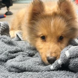 Sean - Sable merle and white male Shetland Sheepdog puppy in New York from Adiame Kennels