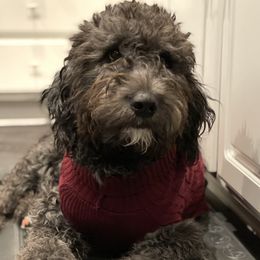 Nala - Goldendoodle