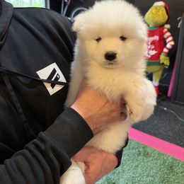 Puppy - White female Samoyed puppy in Oregon City, Oregon from White Cloud Samoyeds