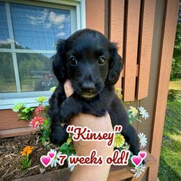 Kinsey - Black female Assorted Doodle Crosses puppy in Coal City, Indiana from Angel Blue Dogs