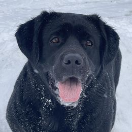 Isla - Labrador Retriever