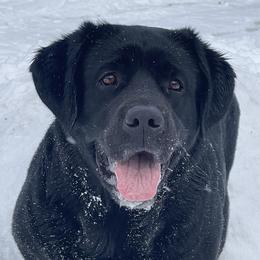 Isla - Labrador Retriever