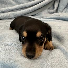 Hot Pepper - Black and cream female Dachshund puppy in Memphis, Tennessee from River City Doxies