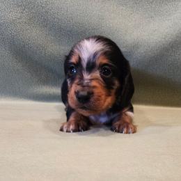 Kyle - Dapple male Dachshund puppy in Tower City, Pennsylvania from Stoney Mountain Mini Doxies
