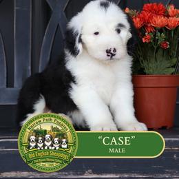 Case - Gray and white male Old English Sheepdog puppy in Cleveland, Tennessee from Narrow Path Old English & Sheepadoodles