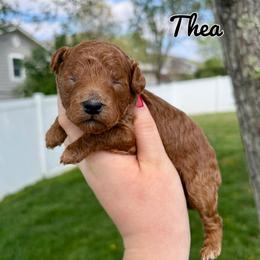 Thea - Red  female Poodle puppy in Morehead, Kentucky from Paw Perfect Pets
