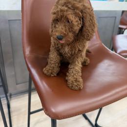 Nicky - Red female Cavapoo puppy in Mint Hill, North Carolina from DoodleForever