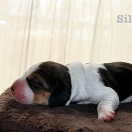 Silver Girl - Black tan and white female Beagle puppy in Grantsville, Maryland from Fable & Fern Beagles