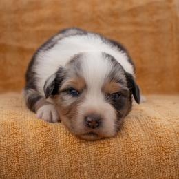 Aldean - Blue merle male Australian Shepherd puppy in Weatherford, Texas from Ridgestar Aussies