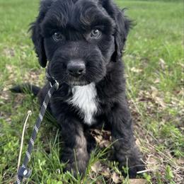 Boy 4 - Black tri-color male Aussiedoodle puppy in Hillsboro, Illinois from Perfect Paws Puppies