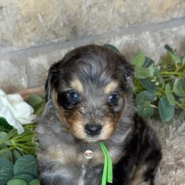 Aussiedoodle Puppies from Doodles by Dada