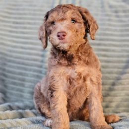 Wishbone - Merle male Goldendoodle puppy in Pittsburg, Texas from Grace Springs Goldendoodles
