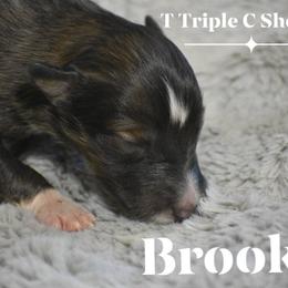 Brooks - Sable and white male Shetland Sheepdog puppy in Gladbrook, Iowa from T Triple C Shelties